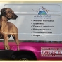 Logo empresa: animal world